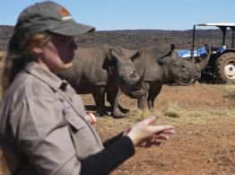 Científicos sudafricanos fabrican cuernos de rinoceronte radiactivos para combatir la caza furtiva