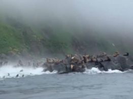 Leones marinos aterrorizados se lanzaron al mar durante terremoto en Rusia (Video)