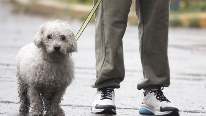 Aprueban en CDMX custodia compartida de animales de compañía en casos de divorcio