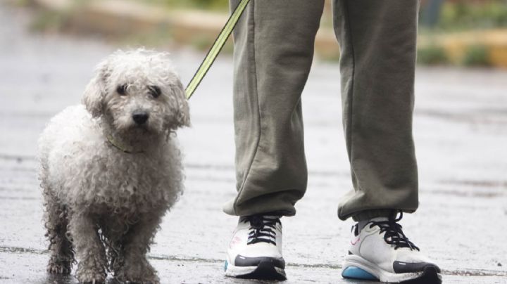 Aprueban en CDMX custodia compartida de animales de compañía en casos de divorcio