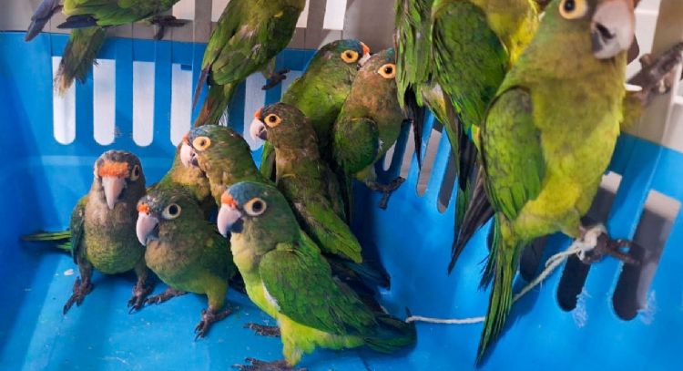 Profepa rescata 40 aves en peligro de extinción en Jalisco; hay dos detenidos