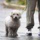 Aprueban en CDMX custodia compartida de animales de compañía en casos de divorcio
