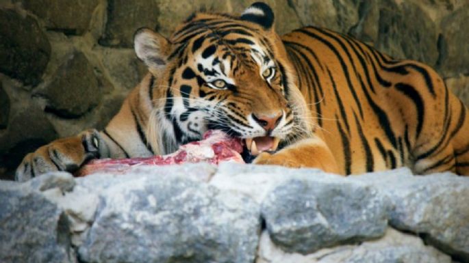 Zoológico pide donar mascotas pequeñas como alimento para depredadores