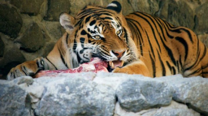Zoológico pide donar mascotas pequeñas como alimento para depredadores