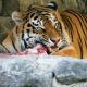 Zoológico pide donar mascotas pequeñas como alimento para depredadores