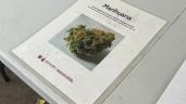 Foto ilustrativa de la nota titulada: Gobierno de la CDMX habilitó espacios de tolerancia para uso lúdico de marihuana