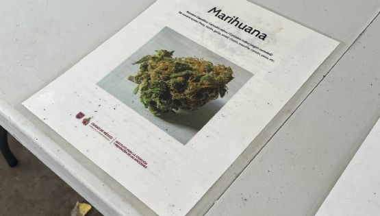Gobierno de la CDMX habilitó espacios de tolerancia para uso lúdico de marihuana
