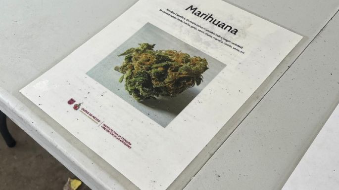 Gobierno de la CDMX habilitó espacios de tolerancia para uso lúdico de marihuana