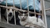 Foto ilustrativa de la nota titulada: Avanza dictamen que reconoce a animales como seres sintientes en CDMX