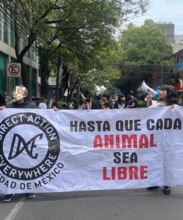 Activistas denuncian que titular de la PAOT no da seguimiento a denuncias por maltrato animal