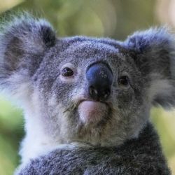 Australia aprueba la primera vacuna del mundo para proteger a los koalas de la clamidia