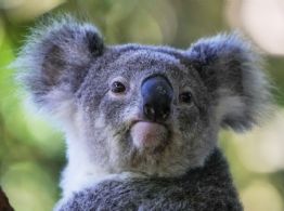 Australia aprueba la primera vacuna del mundo para proteger a los koalas de la clamidia