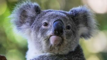 Australia aprueba la primera vacuna del mundo para proteger a los koalas de la clamidia