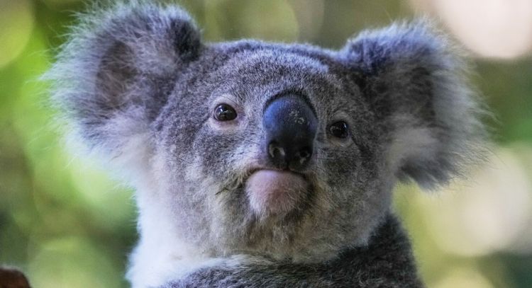 Australia aprueba la primera vacuna del mundo para proteger a los koalas de la clamidia