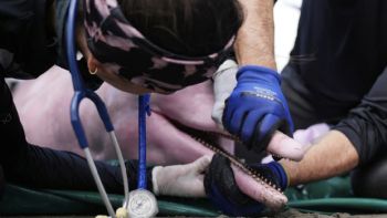 Delfines rosados en peligro de extinción enfrentan una creciente amenaza de mercurio en la Amazonía