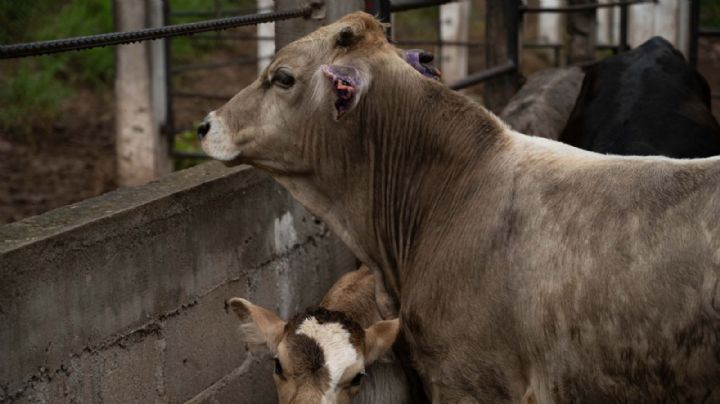 Atienden caso de Gusano Barrenador en Nuevo León y suspenden movilización de ganado