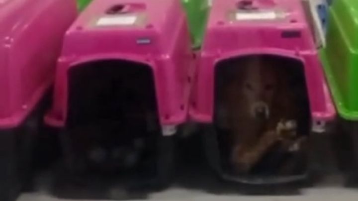 Bloquean acceso al Deportivo Galeana por presunto traslado de perros sin condiciones adecuadas