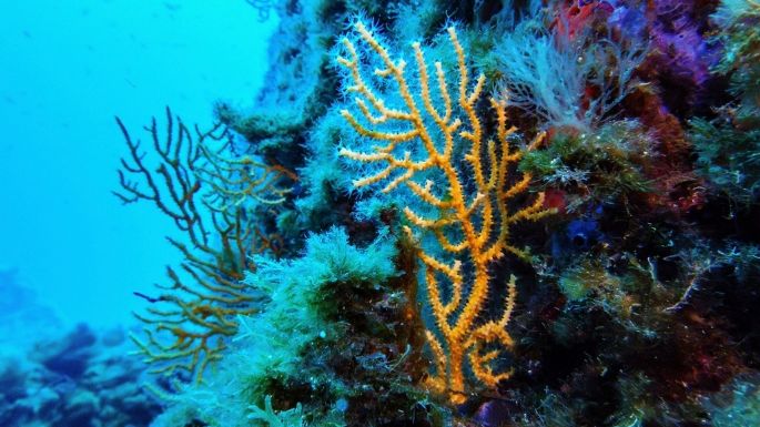 Entra en vigor el Tratado de Biodiversidad en Alta Mar con la ratificación de 83 países