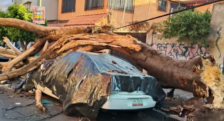 Brugada reporta saldo blanco en CDMX tras sismo magnitud 6.5 (Video)