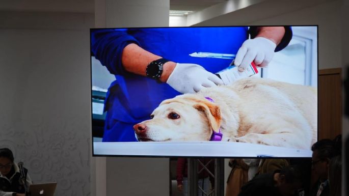 Caso Refugio Franciscano: 171 perros reciben atención médica prioritaria y seis murieron