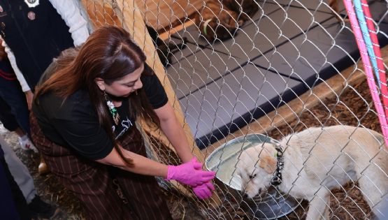 Brugada llama a la ciudadanía a sumar ideas por el bienestar animal