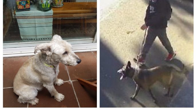 Gabriel Quadri denuncia que un pastor Belga Malinois mató a su perro (Video)