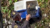 Foto ilustrativa de la nota titulada: Rescatan animales maltratados del Refugio Franciscano en Cuajimalpa