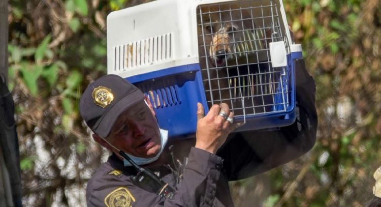 Rescatan animales maltratados del Refugio Franciscano en Cuajimalpa