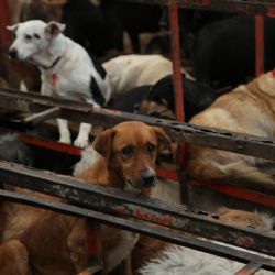 Exigen devolución de animales del Refugio Franciscano en inmediaciones del partido México-Portugal