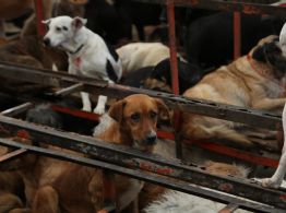 Exigen devolución de animales del Refugio Franciscano en inmediaciones del partido México-Portugal