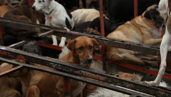 Exigen devolución de animales del Refugio Franciscano en inmediaciones del partido México-Portugal
