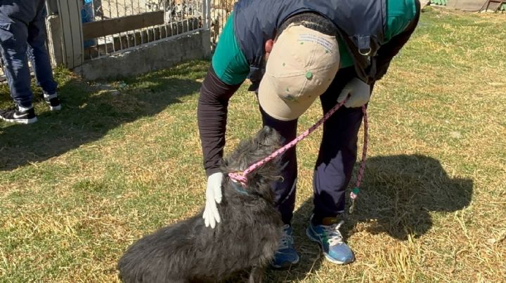 Refugio Franciscano: trasladan 304 perros a albergue en el Ajusco, 371 a BVA y 200 esperan traslado