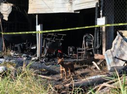 Perrito Canelo sobrevive y cuida escombros tras incendio en que murió una familia en Chilpancingo