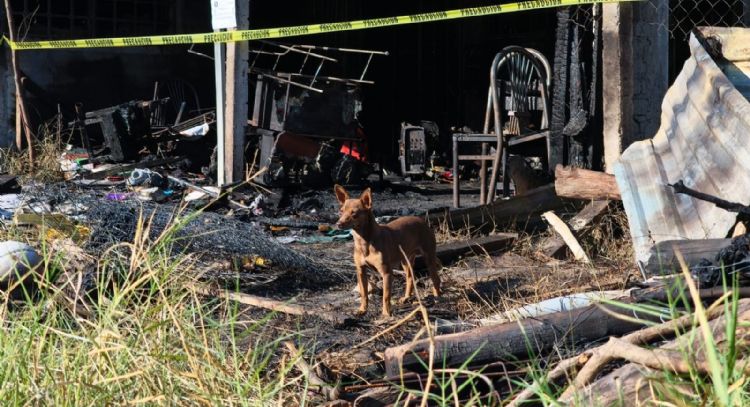 Perrito Canelo sobrevive y cuida escombros tras incendio en que murió una familia en Chilpancingo