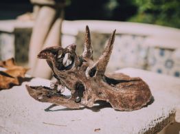 Arte y ciencia: la réplica de fósiles para la divulgación científica en México