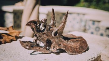 Arte y ciencia: la réplica de fósiles para la divulgación científica en México