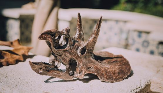 Arte y ciencia: la réplica de fósiles para la divulgación científica en México