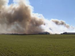 Incendio mata a unos 6 mil cerdos; humo visible a kilómetros