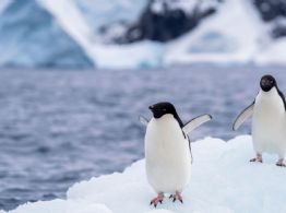 Gripe aviar H5N1 se expande en la Antártida y científicos confirman mortalidad en fauna nativa