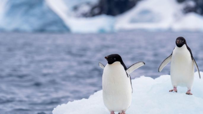 Gripe aviar H5N1 se expande en la Antártida y científicos confirman mortalidad en fauna nativa