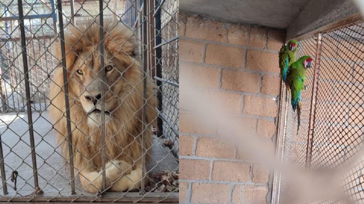 Rescatan a dos leones africanos y dos guacamayas en Celaya