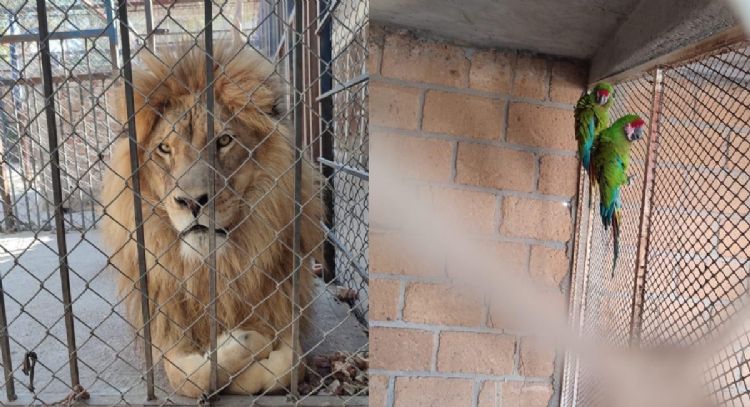 Rescatan a dos leones africanos y dos guacamayas en Celaya