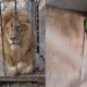 Rescatan a dos leones africanos y dos guacamayas en Celaya