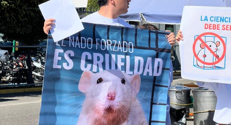 Animalistas exigen a la BUAP que frene prueba de nado forzado para roedores