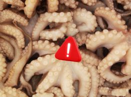 Por qué México busca prohibir las granjas de pulpos antes de que exista la industria