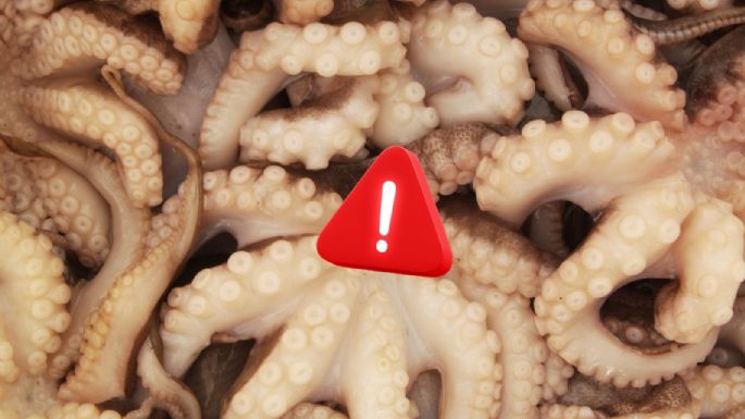 Por qué México busca prohibir las granjas de pulpos antes de que exista la industria