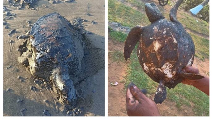 Derrame de hidrocarburo se originó en un barco privado en las costas de Tabasco: Nahle