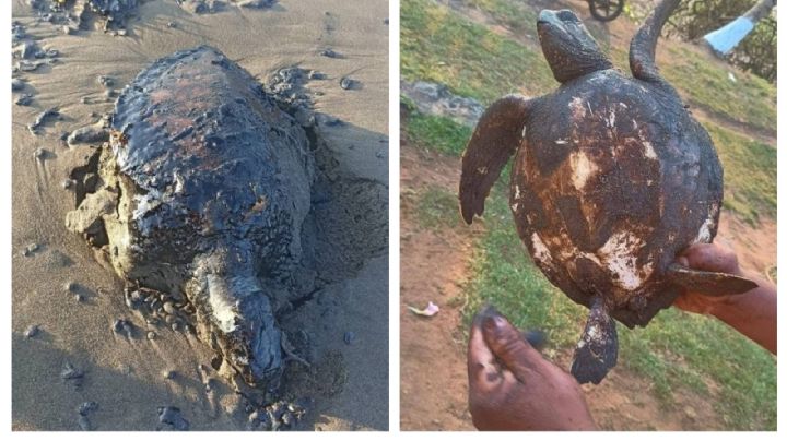 Derrame de hidrocarburo se originó en un barco privado en las costas de Tabasco: Nahle