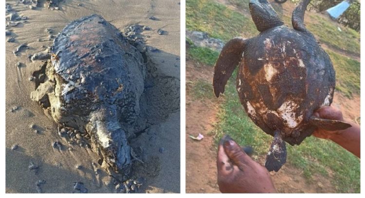 Derrame de hidrocarburo se originó en un barco privado en las costas de Tabasco: Nahle