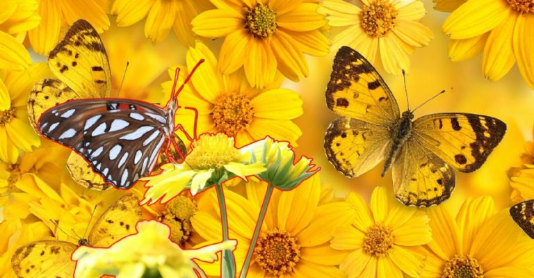 Por que se regalan flores amarillas fechas origen y significado de esta tendencia viral